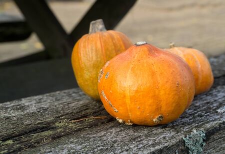 Autumn orange pumpkins on rustic wooden table closeup. Organic food and healthy food. Thanksgiving and Halloween concept.の写真素材