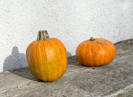 Autumn orange pumpkins on old wooden table against white wall. Organic food and healthy food. Thanksgiving and Halloween concept.の写真素材