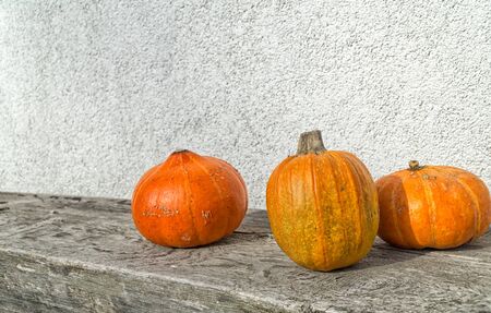 Autumn orange pumpkins on old wooden table against white wall. Organic food and healthy food. Thanksgiving and Halloween concept.の写真素材