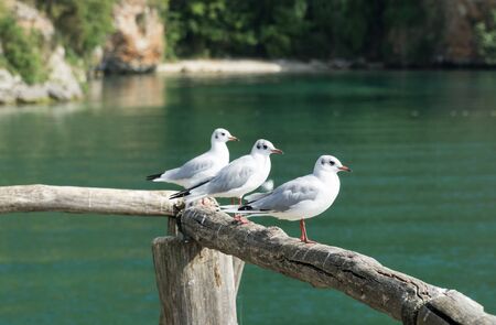 Three white-gray seagulls stand on pier against turquoise, green water, selective focus. Ohrid Lake, North Macedonia.の写真素材