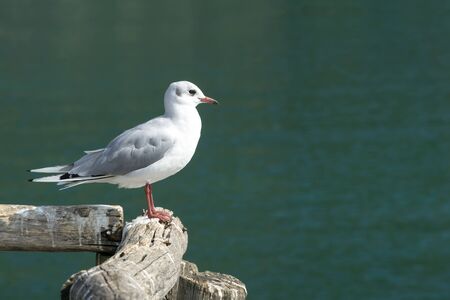 White-gray seagull stands on pier against turquoise, green water. Ohrid Lake, North Macedonia.の写真素材