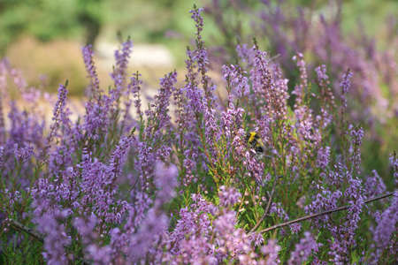 Heather flowers in summer forest with a bee collecting pollen.の写真素材