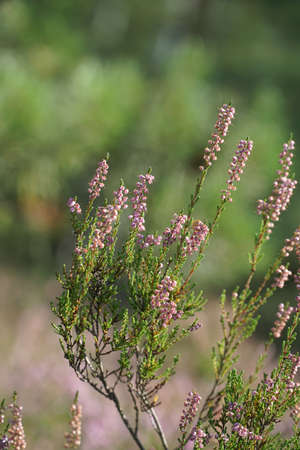 Heather flowers in summer forest with blurredの写真素材