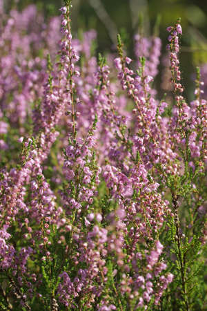 Heather flowers in summer forest with blurredの写真素材