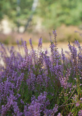 Heather flowers in summer forest with blurredの写真素材