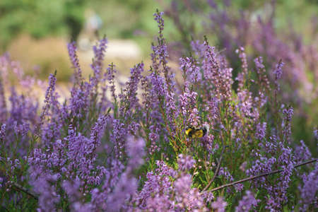 Heather flowers in summer forest with a bee collecting pollenの写真素材