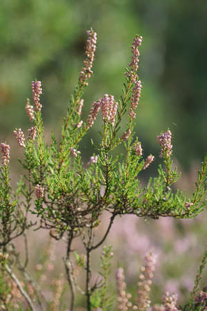 Heather flowers in summer forest with blurredの写真素材