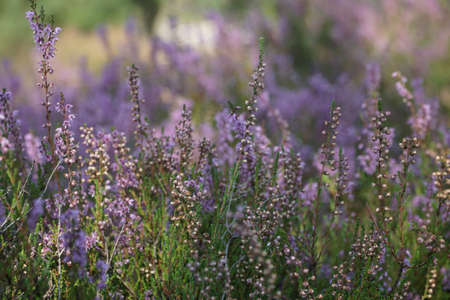 Heather flowers in summer forest with blurredの写真素材