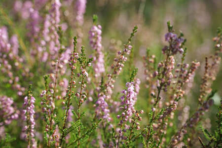 Heather flowers in summer forest with blurredの写真素材