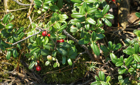 Forest floor with lingonberry bushes, red fruits of cowberry (vaccinium vitis-idaea) and moss.の写真素材