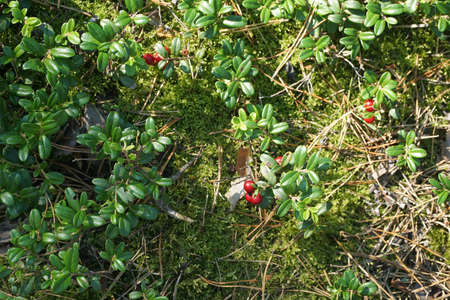 Forest floor with lingonberry bushes, red fruits of cowberry (vaccinium vitis-idaea) and moss.の写真素材
