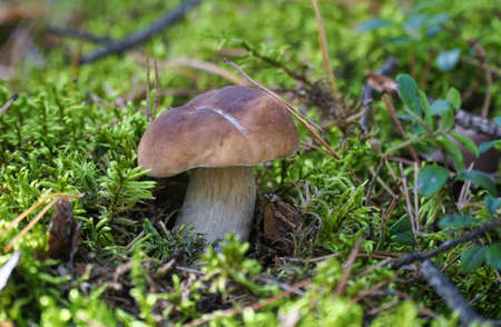 Wild mushroom (Boletus) growing in natural forest green moss in autumn. Closeup. Selective focus.の写真素材