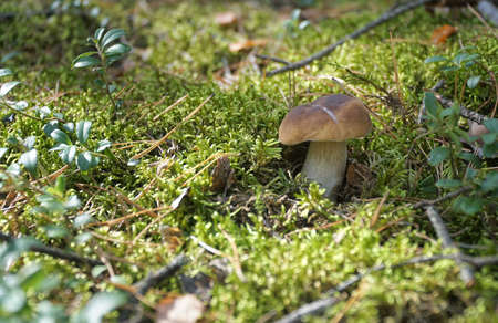 Wild mushroom (Boletus) growing in natural forest green moss in autumn. Closeup. Selective focus.の写真素材