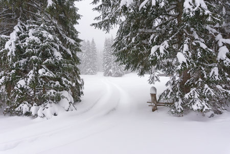 Winter landscape with wooden chalet by the road at the edge of the forest. Fir forest covered with snow. Alps, Tirol, Austria, Europe.の写真素材