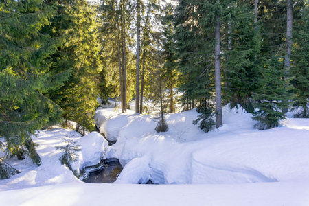 Stream flowing through a thick cover of snow in the Jizera Mountains, Czech Republic, Europe. Winter mountain landscape.の写真素材