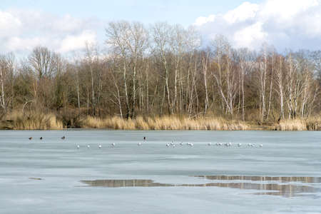 Winter or early spring landscape with frozen water and forest in Poland, Europe. Water birds on the melting ice sheet covering the lake or pond.の写真素材