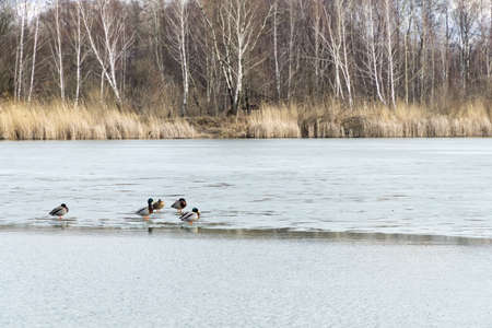 Winter or early spring landscape with frozen water and forest in Poland, Europe. Group of mallards on the melting ice sheet covering the lake or pond.の写真素材