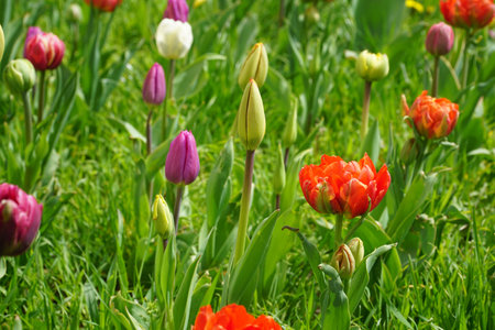 Colorful tulips growing on a street flower bed or in the garden. Selective focus. Natural floral...