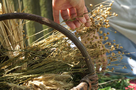 Bundles of dry cereals, flax and rye in the wicker basket. Organic farming. Agriculture.の写真素材