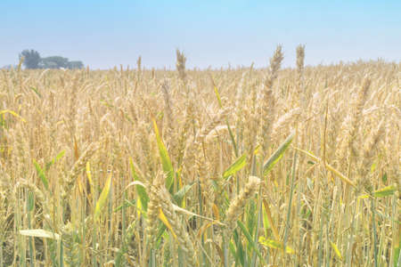 Wheat field closeup ripe in gold color, natural background. Ears of wheat. Rural landscape.Selective focus. Harvest cereal concept.の写真素材