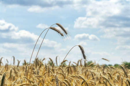 Closeup of ripe ears of rye against blue sky with white clouds. Rural landscape. Rye field in gold color, natural background. Selective focus. Harvest cereal concept.の写真素材