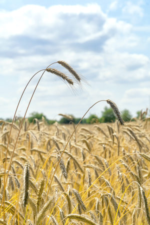 Closeup of ripe ears of rye against blue sky with white clouds. Rural landscape. Rye field in gold...