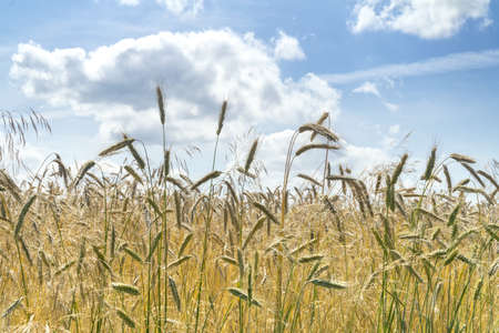 Closeup of ripe ears of rye against blue sky with white clouds. Rural landscape. Rye field in gold color, natural background. Selective focus. Harvest cereal concept.の写真素材
