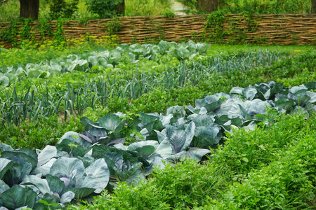Vegetable garden in summer. Vegetables, cabbage, leek, carrot in backyard garden. Eco friendly gardening.の写真素材