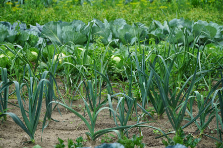 Vegetable garden in summer. Vegetables, leek, cabbage, in backyard garden. Eco friendly gardening.