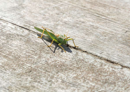 Green grasshopper on a wooden surface closeup. Wildlife. Grasshoppers, katydids - a family of Orthoptera insects.の写真素材