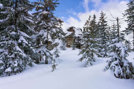 Winter mountain landscape. Trees in forest covered with hoarfrost and snow. Jizera Mountains, Jakuszyce, Poland, Europe.の写真素材