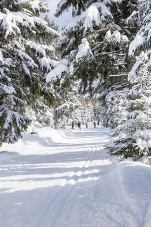 Winter mountain landscape. Trees in forest covered with hoarfrost and snow, skiers on the trail. Jizera Mountains, Jakuszyce, Poland, Europe.の写真素材