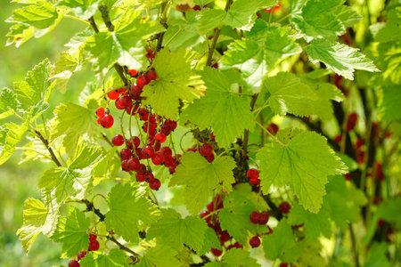 Red currant bush with ripe fruits closeup. Organic orchard in a sunny dayの写真素材