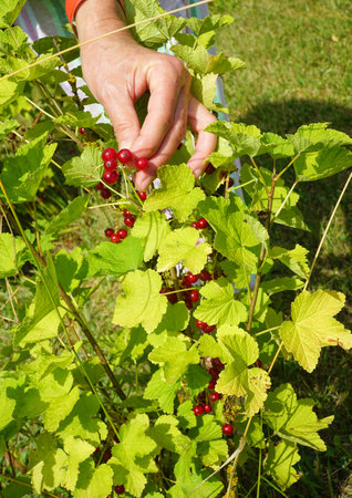 Picking of Redcurrant frupits. Red currant bush with ripe fruits closeup. Organic orchard in a sunny dayの写真素材