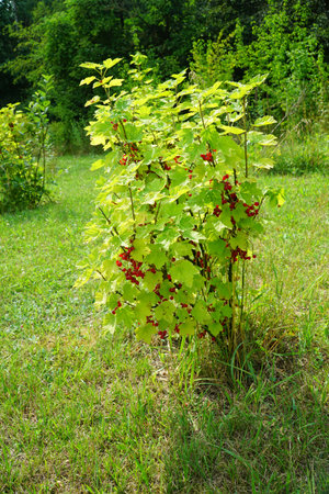 Red currant bush with ripe fruits. Organic orchard in a sunny dayの写真素材