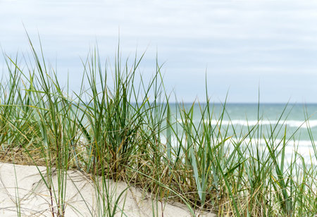 Dune beach on the Curonian Spit, Baltic Sea / Curonian Lagoon in Lithuania, with sand, dune grass,...