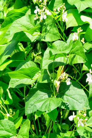 Green Beans bushes in organic vegetable garden in sunny summer day. Green leaves anf white blossoms...