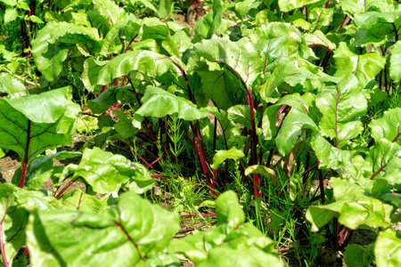Organic vegetable garden in sunny summer day. Vegetables, betroots, red beet in backyard garden. Eco...