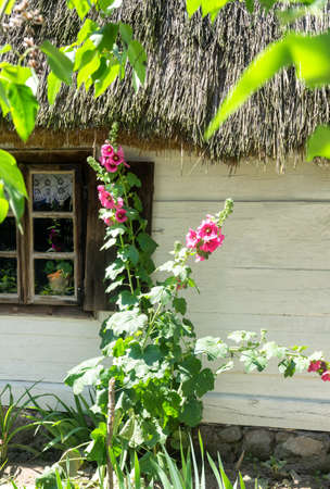 Pink flowers of Mallow, Alcea rosea, Family malvaceae also known as Hollyhock, in the garden in front of white wooden rural house, closeup. Malva are popular garden ornamental plants.の写真素材