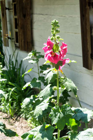 Pink flowers of Mallow, Alcea rosea, Family malvaceae also known as Hollyhock, in the garden in front of white wooden rural house, closeup. Malva are popular garden ornamental plants.の写真素材