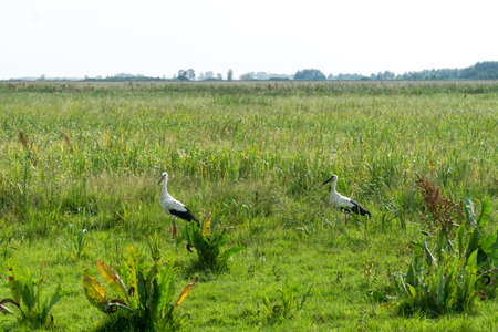 Two storks (ciconia ciconia) is walking on the meadow in Biebrza national Park in Poland, Europe in summer day. Wetland, green meadow, herbs and grass in summer.の写真素材