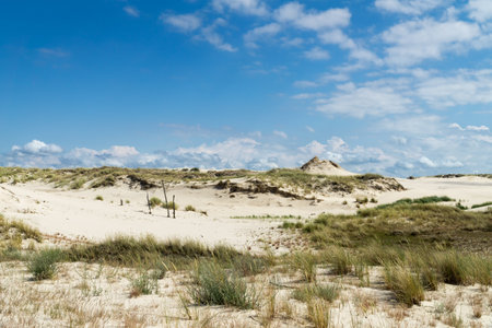 Sandy dunes overgrown by clumps of grass and blue sky with white clouds in sunny summer day. Lacka dune in Slowinski National Park in Poland, a miracle of nature. Traveling dune.の写真素材