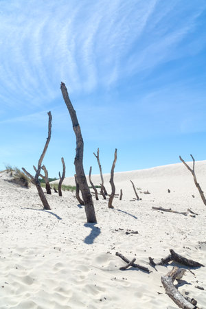 Dead forest on the Lacka Dune in SlowiÅski National Park, Leba, Poland. Traveling sand dunes absorbing the forest. Sunny summer day, sand and blue sky.の写真素材