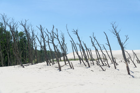 Dead forest on the Lacka Dune in SlowiÅski National Park, Leba, Poland. Traveling sand dunes absorbing the forest. Sunny summer day, sand and blue sky.の写真素材