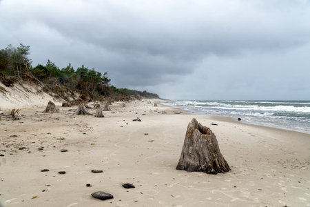 Wooden trunks of 3000 years trees exposed by the erosion of the sea in Slowinski National Park, Leba, Poland. Baltic Sea, sunken forest near Czolpino, stormy weather.の写真素材