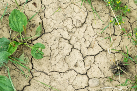 Dried soil with cracks and some drought-resistant plants. Concept of climate crisis or global warming.の写真素材