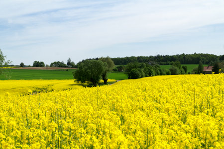 Rural hilly landscape with rapeseed field, blue sky with clouds, trees, forest on horizon, sunny spring day. Poland, Europe.の写真素材