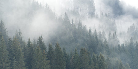 Winter mountain spruce forest landscape in fog. Winter misty afternoon in valley.の写真素材