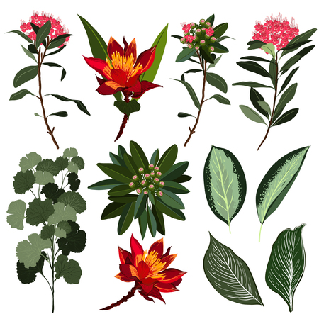 Set of Summer exotic flowers  and leaves, garden floral, botanical natural Illustration on whiteのイラスト素材