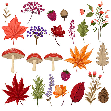Set of colorful autumn leaves mushroom and berries. Isolated on white background. Simple on hand drawn style. vector illustration.のイラスト素材